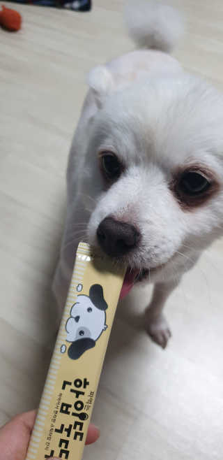 [펫토리아]짜먹는 한입뚝딱 강아지.고양이 마약간식 — 5점을 준 리뷰어가 2019년 8월 올린 사용 사진