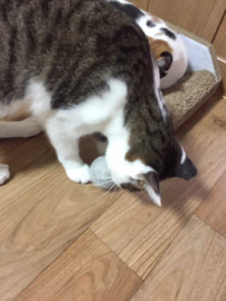 까꿍님이 올린 리뷰 사진 2