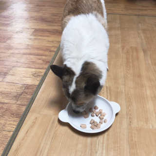 [펫토리아] 뚝딱뚝딱 400g 강아지 간식 베스트5종 — 4.5점을 준 리뷰어가 2019년 1월 올린 사용 사진
