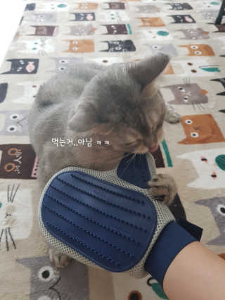 Four paws 리뉴얼 포포즈 매직코트 털 제거 브러쉬 — 5점을 준 리뷰어가 2018년 8월 올린 사용 사진