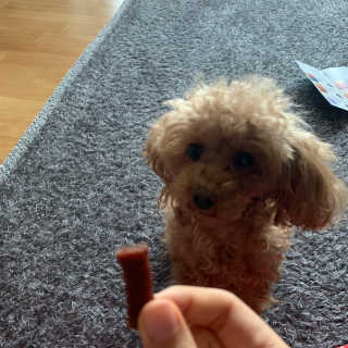 푸디웜 주식회사 [푸디웜] 강아지 저알러지 수제간식 3종세트 — 5점을 준 리뷰어가 2019년 2월 올린 사용 사진