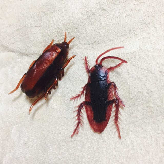 기어가는바퀴벌레 + 리얼바퀴벌레 리뷰 사진