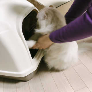 [펫토리아] BEST 한큐뚝딱 고양이 후드형 화장실 — 4점을 준 리뷰어가 2019년 1월 올린 사용 사진