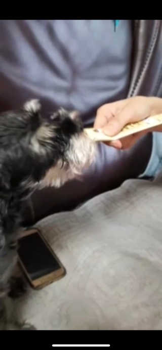 [펫토리아]짜먹는 한입뚝딱 강아지.고양이 마약간식 — 5점을 준 리뷰어가 2019년 8월 올린 사용 사진