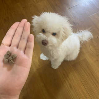 찐멍멍이님이 올린 리뷰 사진 1