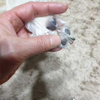 보리엄마님이 올린 리뷰 사진 4