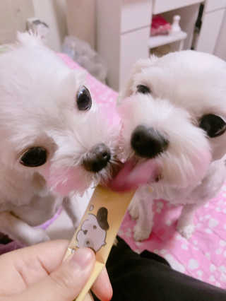 [펫토리아] 강아지,고양이겸용 짜먹는 한입뚝딱 — 4.5점을 준 리뷰어가 2019년 1월 올린 사용 사진
