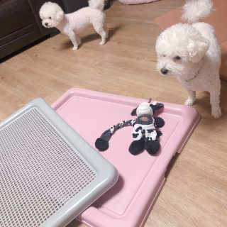 [펫토리아] 한판뚝딱 강아지 배변판 실속형,초대형 — 5점을 준 리뷰어가 2019년 5월 올린 사용 사진