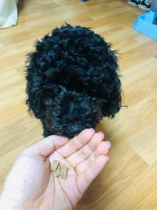 [펫토리아] 맛도 영양도 BEST 한끼뚝딱 강아지 사료 — 5점을 준 리뷰어가 2019년 4월 올린 사용 사진