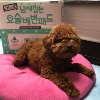 페츠모아 냄새잡는 요술배변패드 — 1점을 준 리뷰어가 2020년 3월 올린 사용 사진
