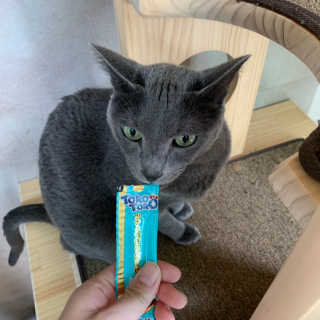 펫토리아 짜먹는 토로토로 고양이 파우치 간식 — 5점을 준 리뷰어가 2019년 6월 올린 사용 사진