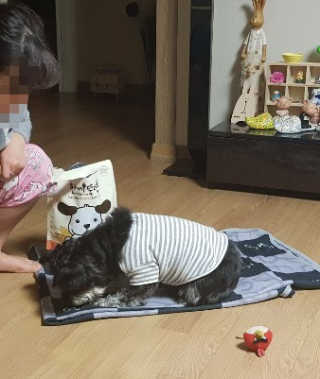 [펫토리아] 맛도 영양도 BEST 한끼뚝딱 강아지 사료 — 5점을 준 리뷰어가 2019년 4월 올린 사용 사진