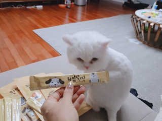 [펫토리아]짜먹는 한입뚝딱 강아지.고양이 마약간식 — 5점을 준 리뷰어가 2019년 8월 올린 사용 사진