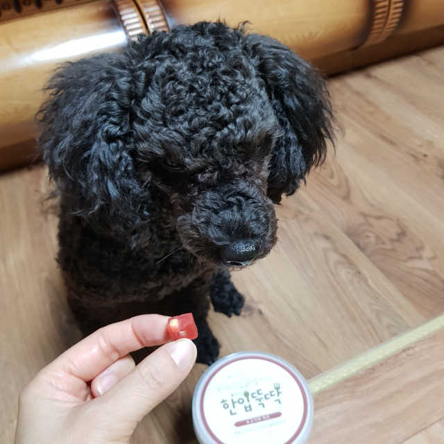 [펫토리아] 한입뚝딱 통간식 리뷰 사진