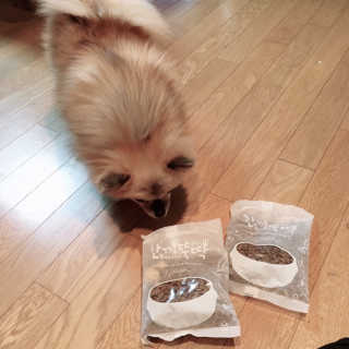[펫토리아] 맛도 영양도 BEST 한끼뚝딱 강아지 사료 — 5점을 준 리뷰어가 2018년 12월 올린 사용 사진