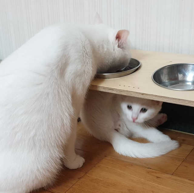 동원 참치킹 고양이 캔 12개입 리뷰 사진