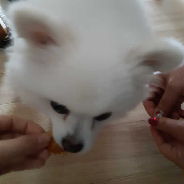 도도하개 도도하냥_프리미엄 수제 간식 리뷰 사진