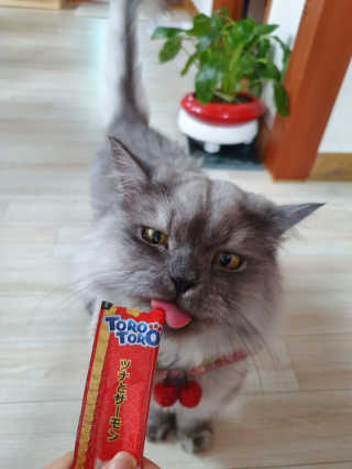 펫토리아 짜먹는 토로토로 고양이 파우치 간식 — 5점을 준 리뷰어가 2019년 6월 올린 사용 사진