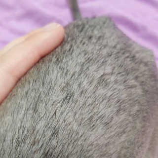 강아지스토리 펫샴푸 300ml — 5점을 준 리뷰어가 2019년 3월 올린 사용 사진