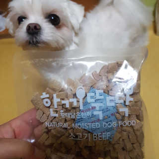 [펫토리아] 맛도 영양도 BEST 한끼뚝딱 강아지 사료 — 5점을 준 리뷰어가 2019년 4월 올린 사용 사진