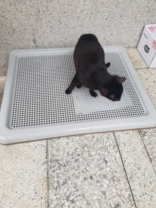 [펫토리아] 한판뚝딱 강아지 배변판 실속형,초대형 — 5점을 준 리뷰어가 2019년 4월 올린 사용 사진