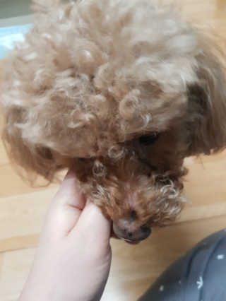 [펫토리아] BEST 한입뚝딱 실속형 강아지 덴탈껌 — 3.5점을 준 리뷰어가 2019년 2월 올린 사용 사진