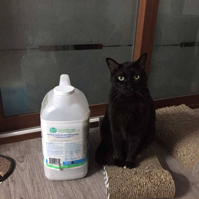 [펫토리아]캣매직CATMAGIC고양이모래 리뷰 사진
