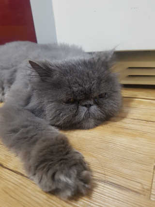 [펫토리아] BEST 한큐뚝딱 고양이 후드형 화장실 — 5점을 준 리뷰어가 2019년 1월 올린 사용 사진