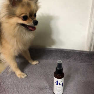 강아지스토리 포인원 모이스처 미스트 100ml — 4.67점을 준 리뷰어가 2018년 11월 올린 사용 사진