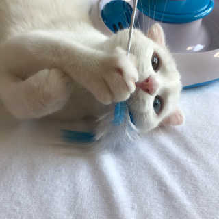 kittyiris님이 올린 리뷰 사진 2