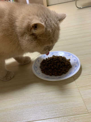 해피캣 해피독 해피캣 란트 게플뤼겔 — 5점을 준 리뷰어가 2019년 12월 올린 사용 사진