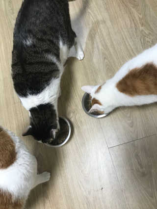 풀무원 아미오 그레인프리 3종 — 4.83점을 준 리뷰어가 2018년 3월 올린 사용 사진