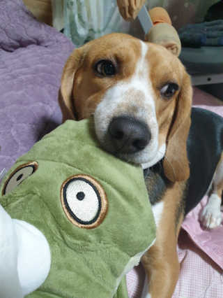 beaglelove님이 올린 리뷰 사진 2