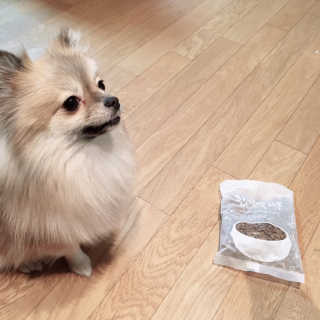 [펫토리아] 맛도 영양도 BEST 한끼뚝딱 강아지 사료 — 5점을 준 리뷰어가 2018년 12월 올린 사용 사진