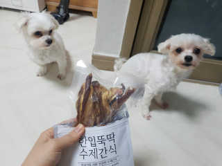 [펫토리아] 한입뚝딱 강아지 수제간식 BEST 5종 — 5점을 준 리뷰어가 2019년 2월 올린 사용 사진
