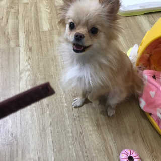 푸디웜 주식회사 [푸디웜] 강아지 저알러지 수제간식 3종세트 — 5점을 준 리뷰어가 2019년 2월 올린 사용 사진