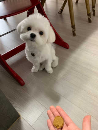 [브루클린펫코] 프리미엄 강아지 수제 쿠키 2종 SET — 4점을 준 리뷰어가 2020년 2월 올린 사용 사진