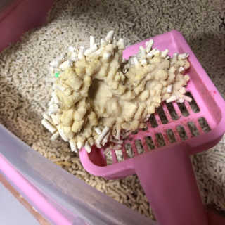 [펫토리아] BEST 고양이두부모래 6L 한삽뚝딱 — 2점을 준 리뷰어가 2019년 2월 올린 사용 사진