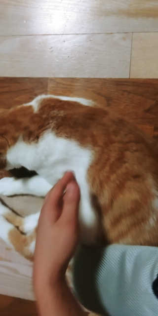 Four paws 리뉴얼 포포즈 매직코트 털 제거 브러쉬 — 4점을 준 리뷰어가 2018년 8월 올린 사용 사진