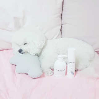 삼숑이맘님이 올린 리뷰 사진 1