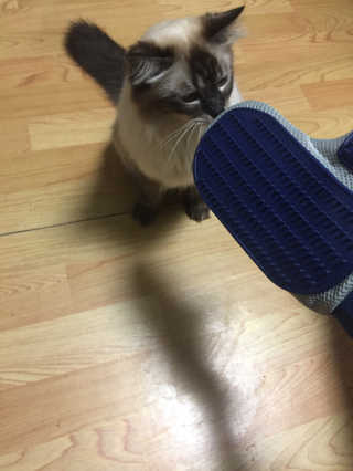 Four paws 리뉴얼 포포즈 매직코트 털 제거 브러쉬 — 3점을 준 리뷰어가 2018년 8월 올린 사용 사진