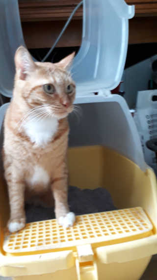 [펫토리아]한삽뚝딱 프리미엄 고양이 두부모래 — 4.5점을 준 리뷰어가 2019년 8월 올린 사용 사진