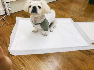 펫토리아 한장뚝딱 NEW 프리미엄 국내산 배변패드 — 5점을 준 리뷰어가 2019년 5월 올린 사용 사진