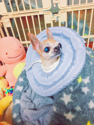 아르르 UFO 넥카라 (navy, gray) — 4.67점을 준 리뷰어가 2017년 10월 올린 사용 사진