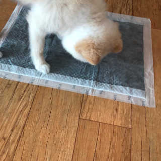 ym0119님이 올린 리뷰 사진 1