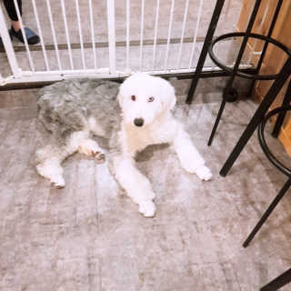 쩰리🐾님이 올린 리뷰 사진 3