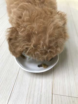[빙그레] 에버그로 생유산균 1봉（10포입）+펫밀크2팩 — 5점을 준 리뷰어가 2019년 5월 올린 사용 사진