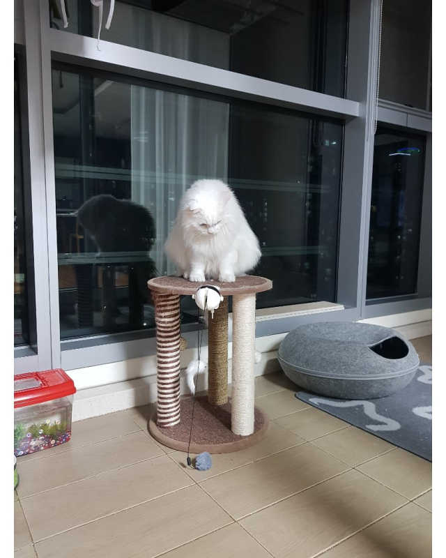 옥희독희 캣요요볼 리뷰 사진