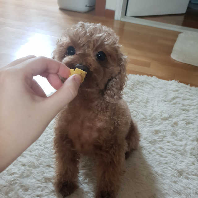 개취 애견간식 닭고기와 아마씨드의 만남 리뷰 사진