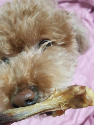[펫토리아] 한입뚝딱 강아지 수제간식 BEST 5종 — 5점을 준 리뷰어가 2019년 2월 올린 사용 사진